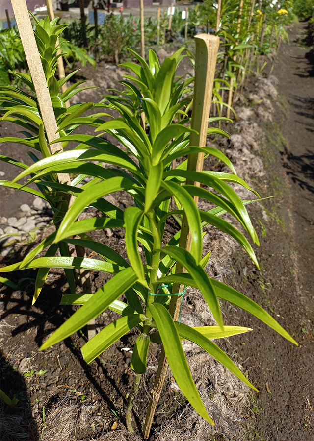 Kandungan Lily Terompet