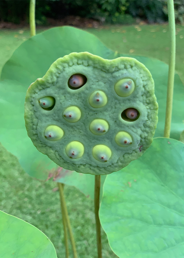 Kandungan Lotus