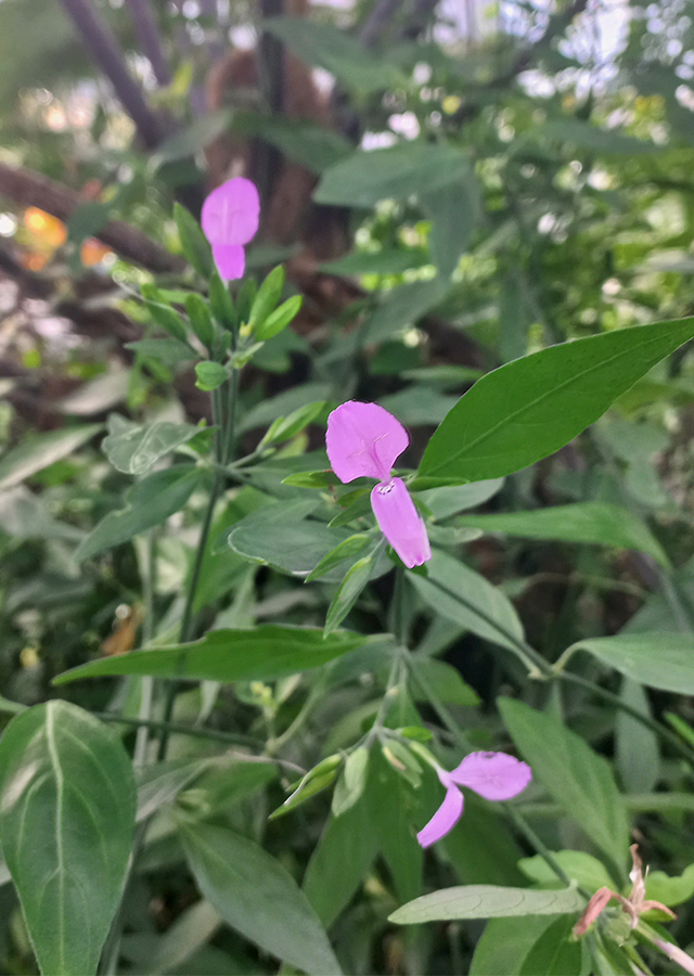 Kandungan Magenta