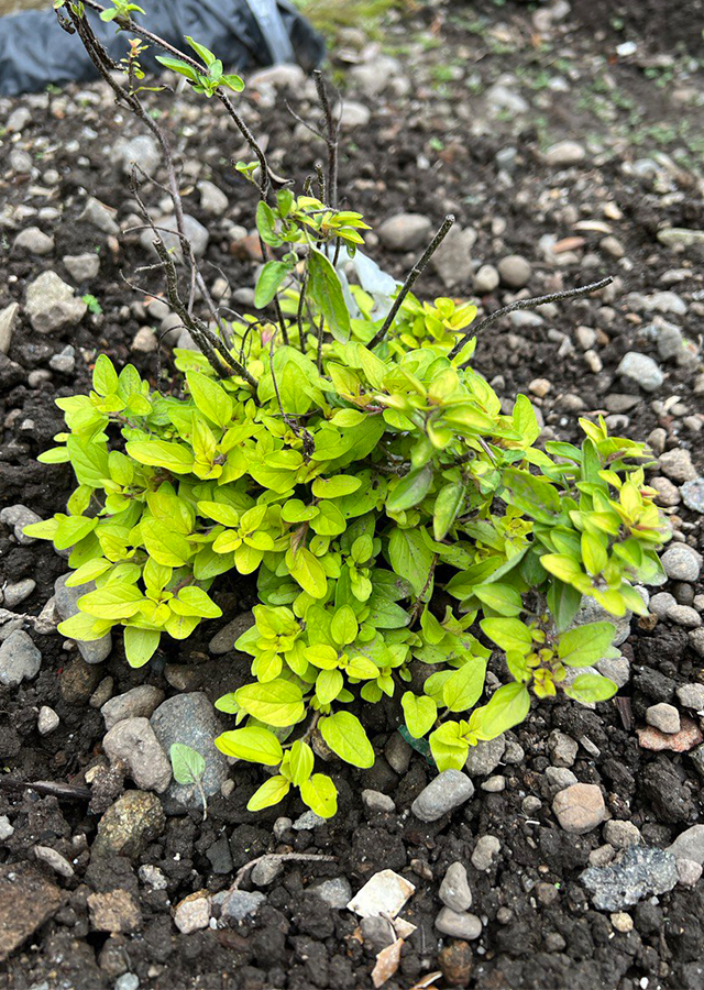 Kandungan Marjoram