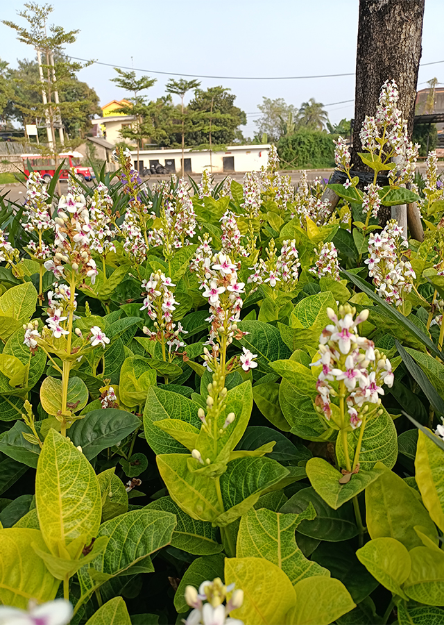 Kandungan Melati Jepang Merah