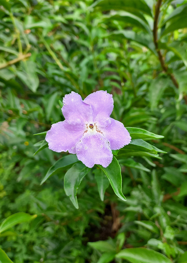 Kandungan Melati Putih Ungu