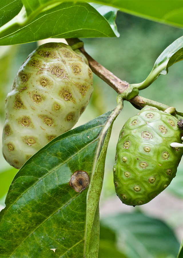 Ramuan Mengkudu