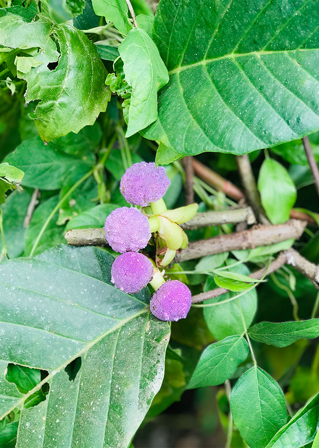 Kandungan Mentawan