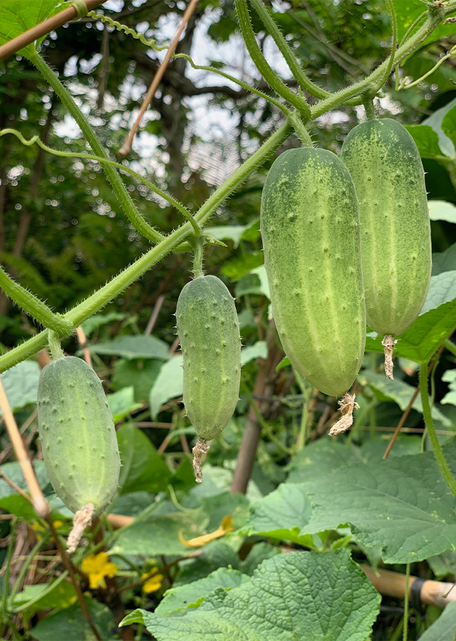Ramuan Mentimun