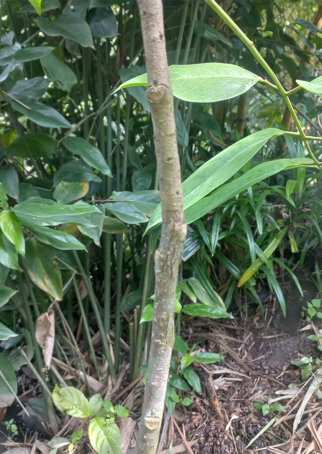 Ramuan Merbau Air