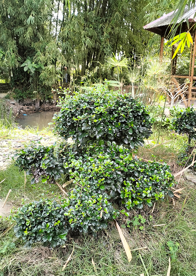 Ramuan Mirten