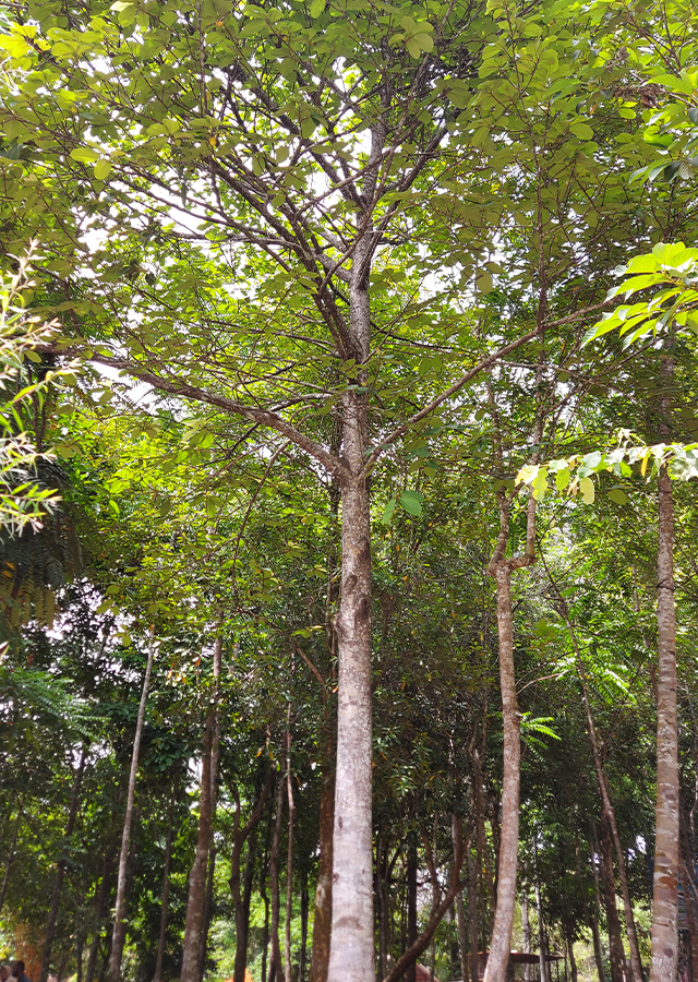 Kandungan Mobe