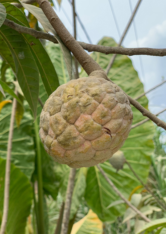 Kandungan Mulwa