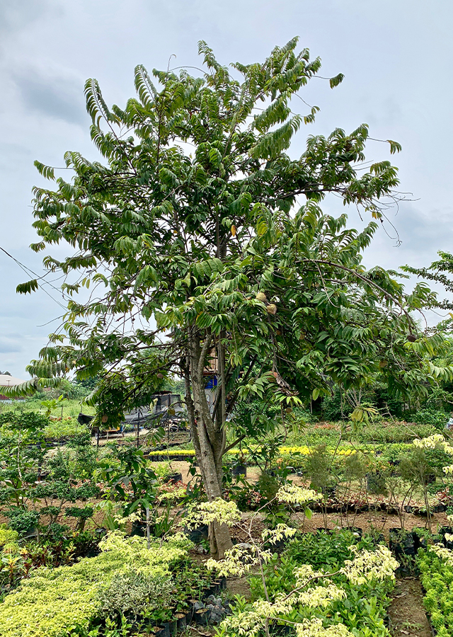 Ramuan Mulwa