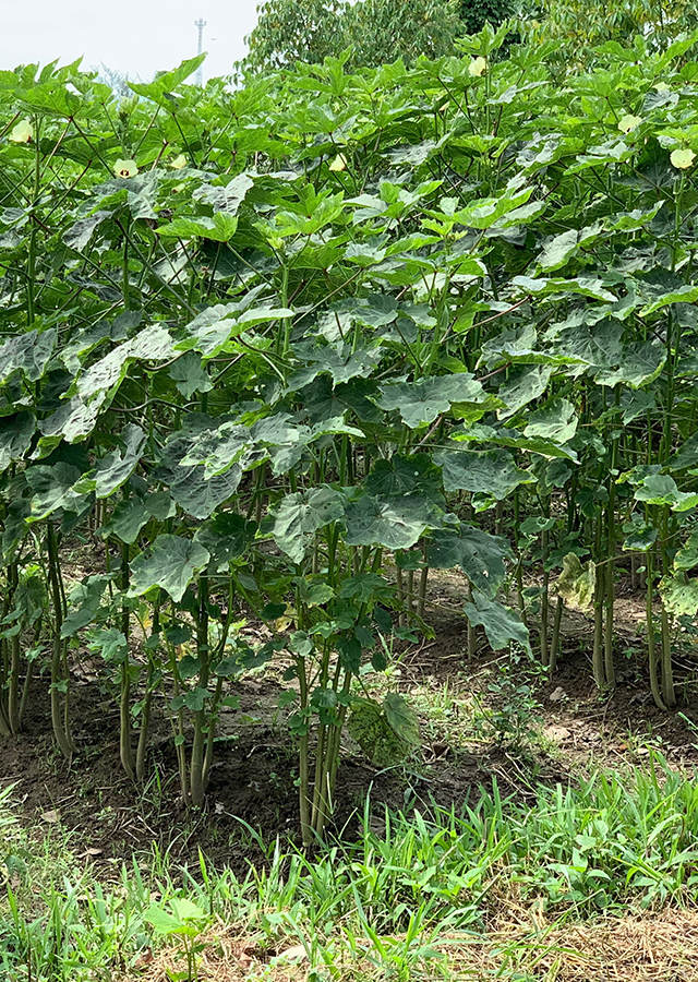Kandungan Okra