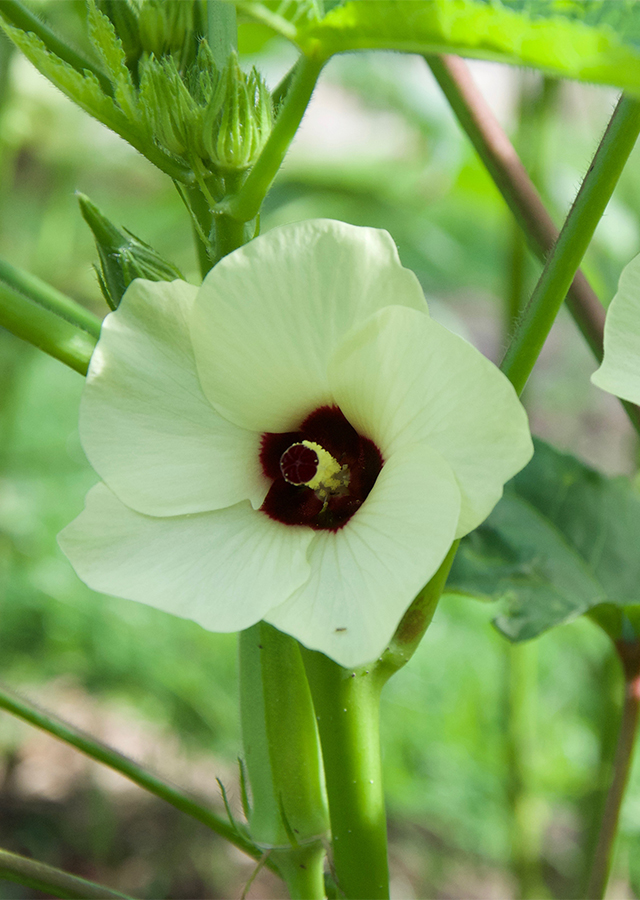 Ramuan Okra