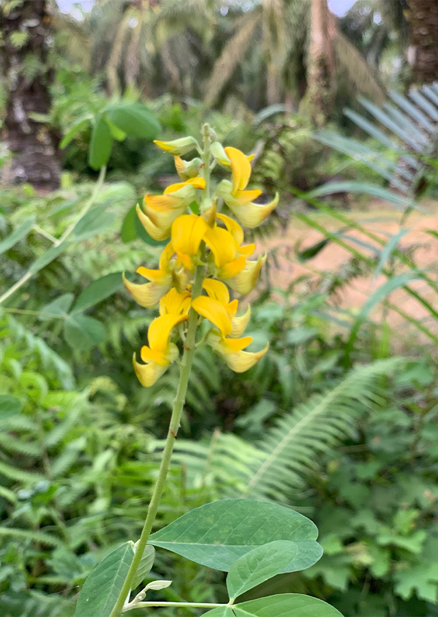 Kandungan Orok-Orok