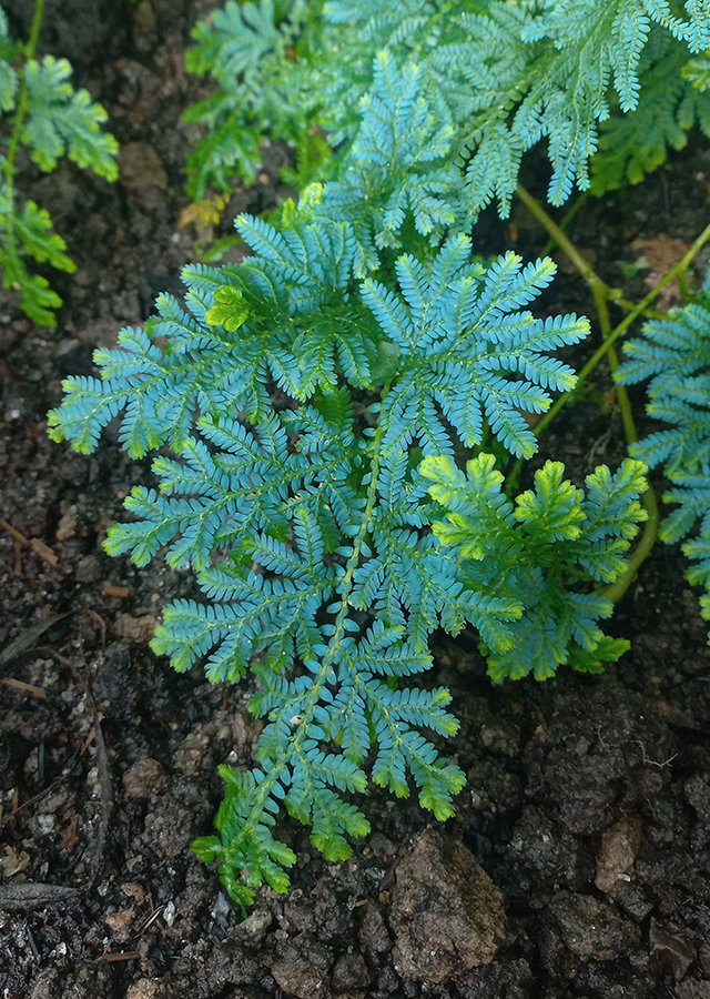 Ramuan Pakis Merak