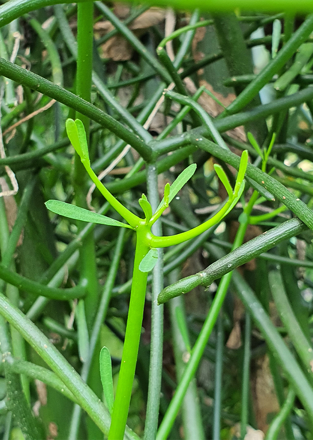 Kandungan Patah Tulang