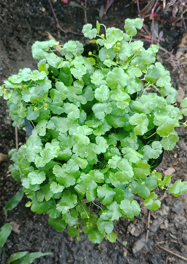 Ramuan Patikim