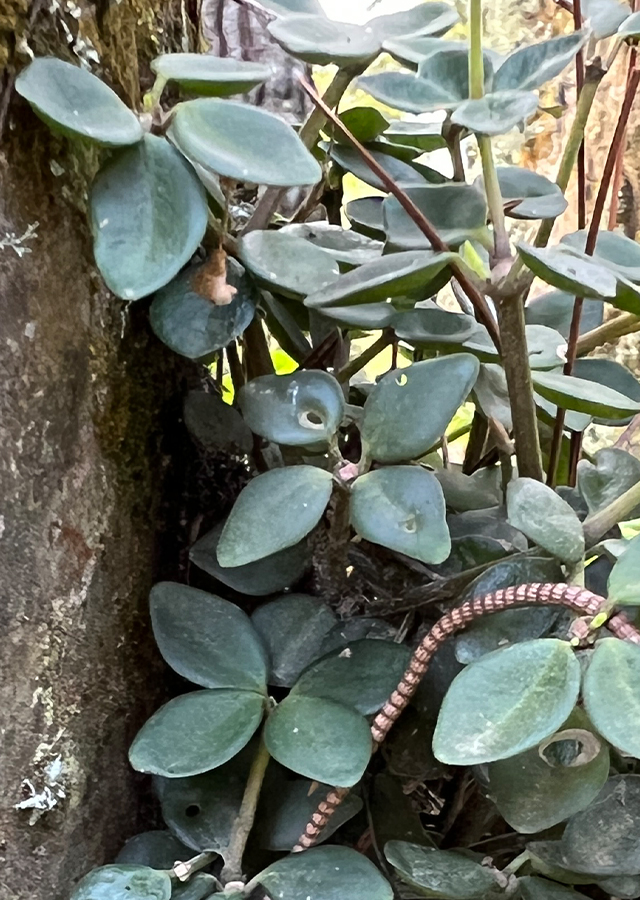 Ramuan Peperomia Hope