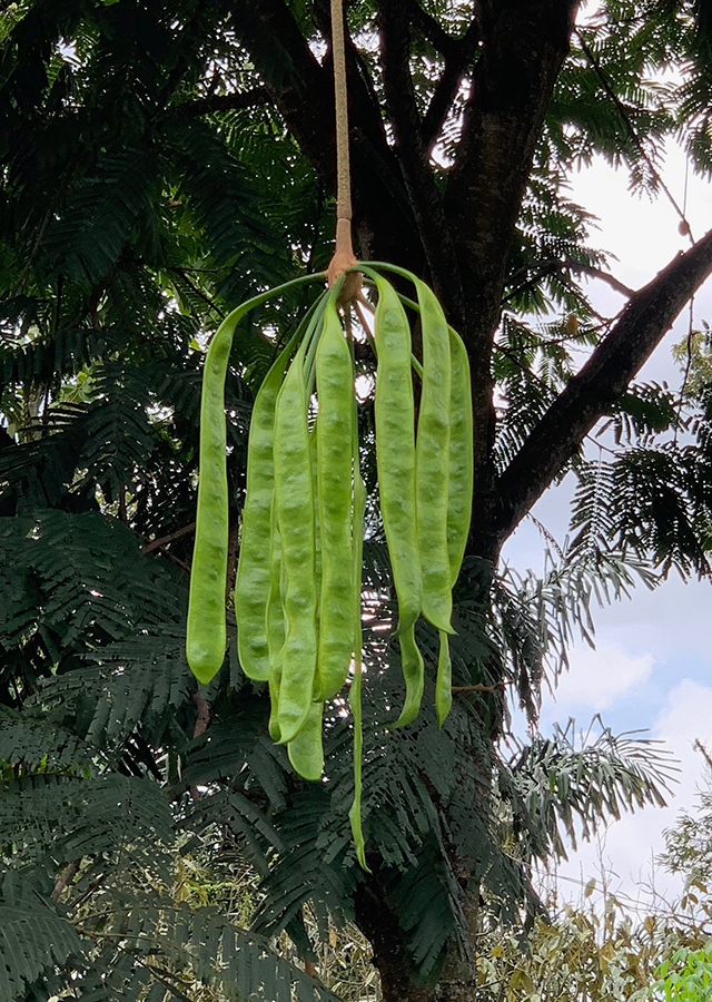 Kandungan Petai