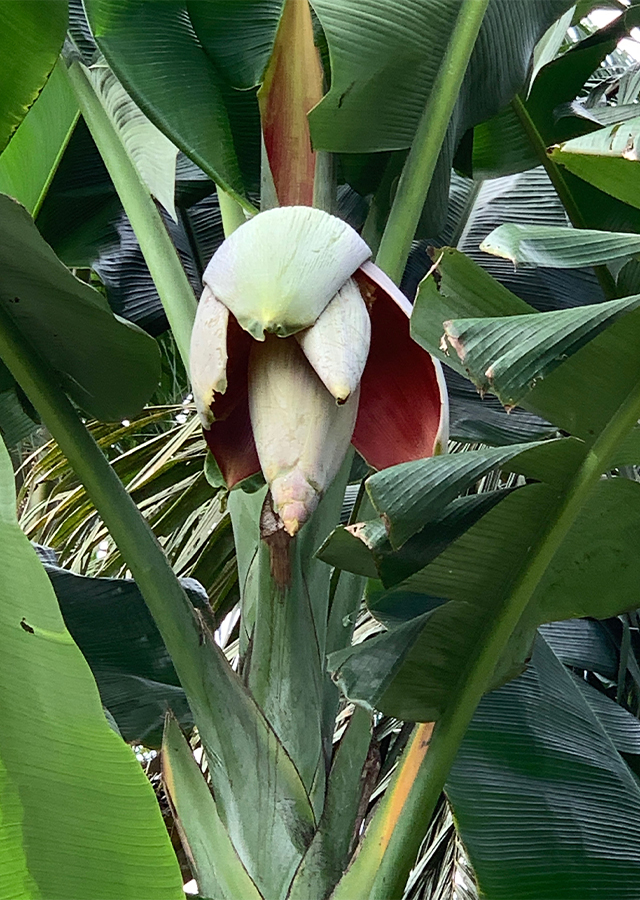 Kandungan Pisang Kepok