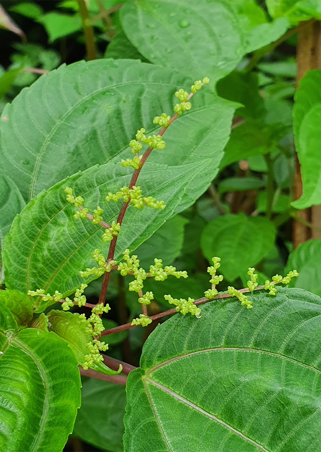 Ramuan Poh-pohan