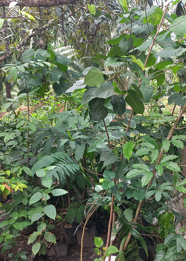 Kandungan Pohon Bodhi