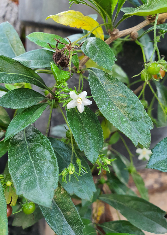 Kandungan Pohon Hokianti