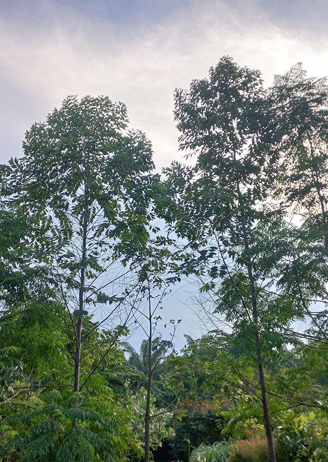 Kandungan Pohon Rainbow