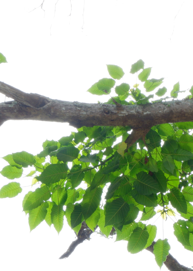 Kandungan Pohon Roda
