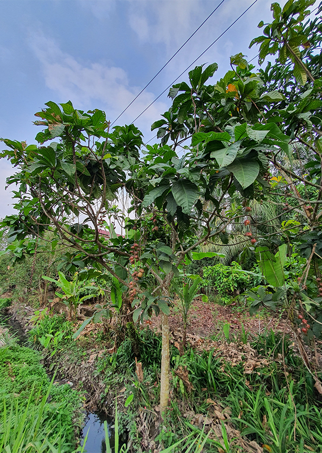 Ramuan Putat Sungai