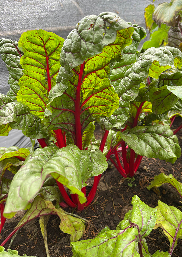 Kandungan Rhubarb Chard Swiss