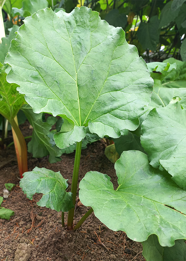 Ramuan Rhubarb