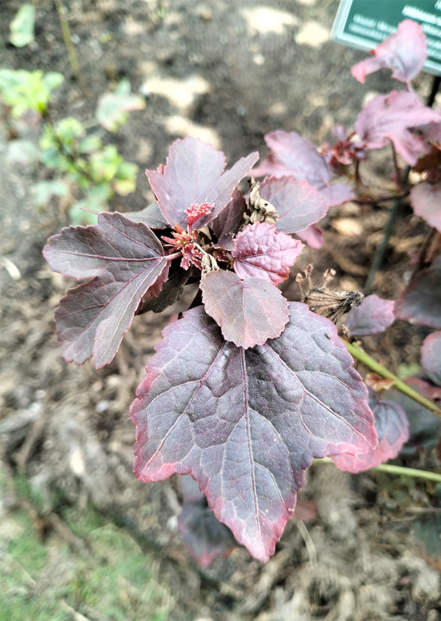 Kandungan Rosella Daun Merah