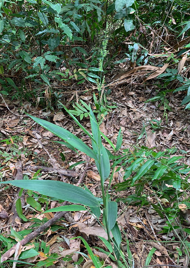 Kandungan Rumput Bambu