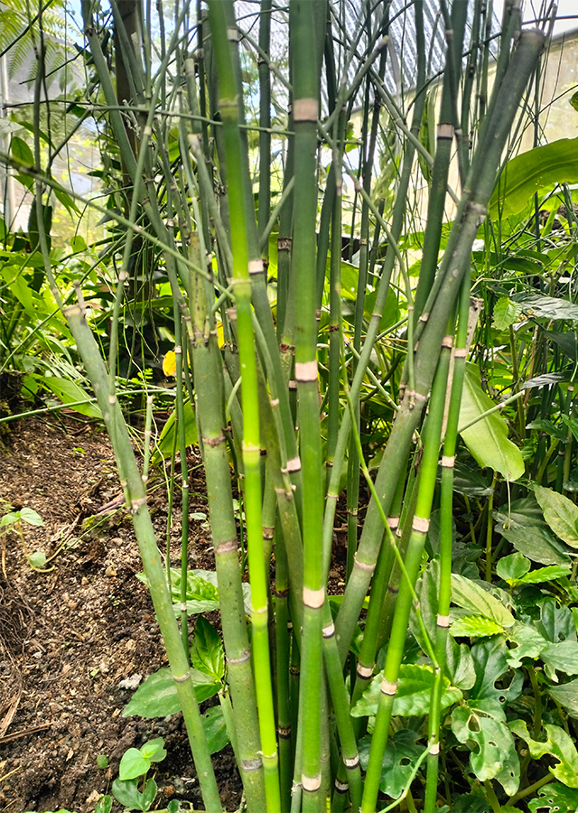 Kandungan Rumput Bolong