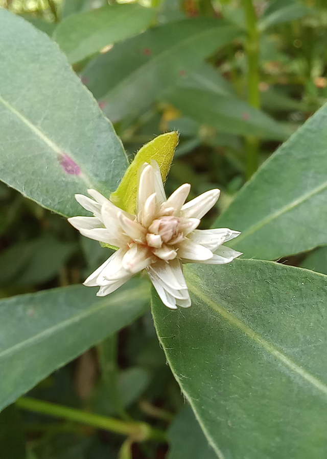 Ramuan Rumput Buaya