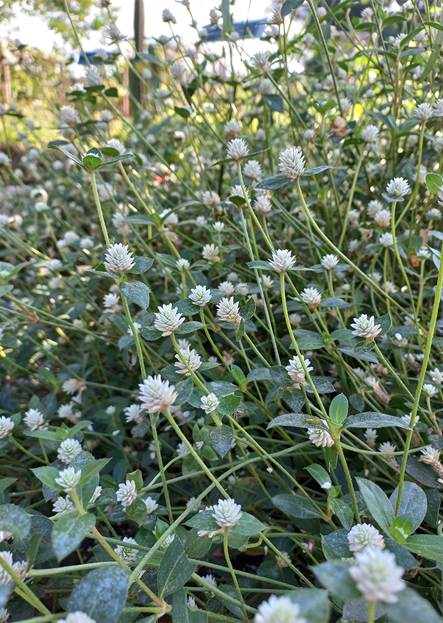 Ramuan Rumput Kancing Putih