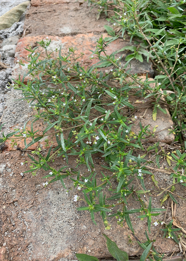 Kandungan Rumput Mutiara
