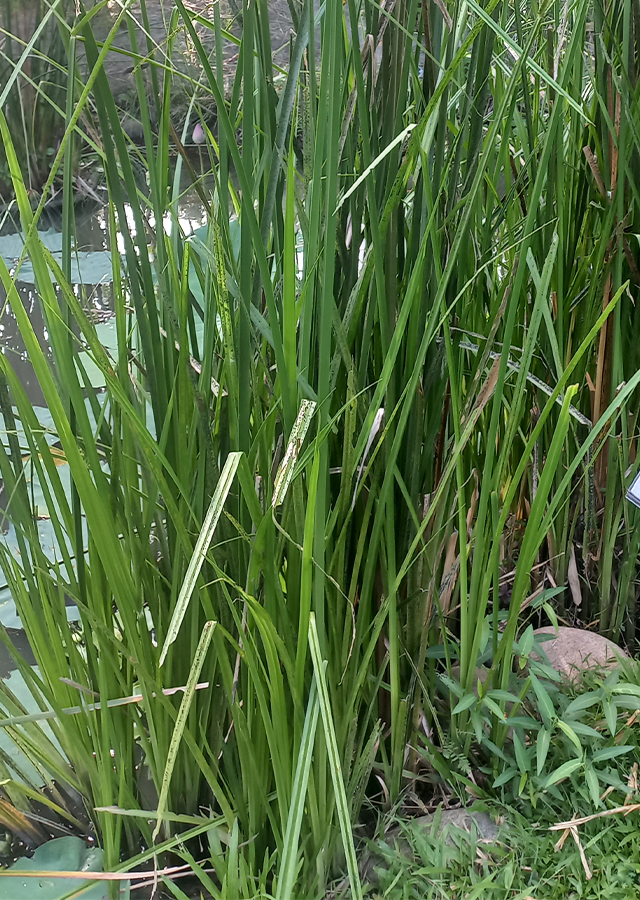 Kandungan Rumput Rija-Rija