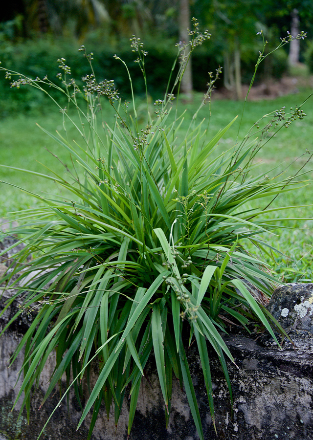 Ramuan Rumput Siak-Siak