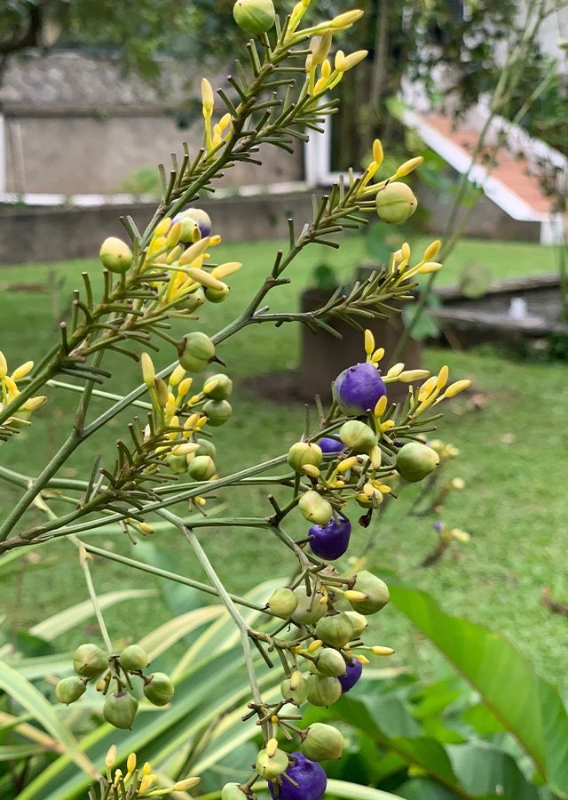 Penyebaran Rumput Siak-Siak