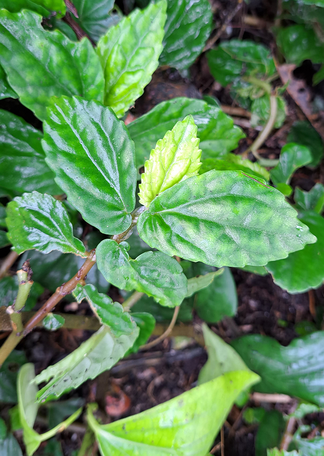 Ramuan Rumput Sisik Naga
