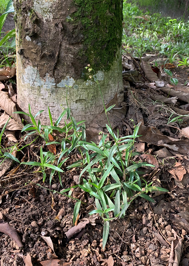Ramuan Rumput Tapak Burung