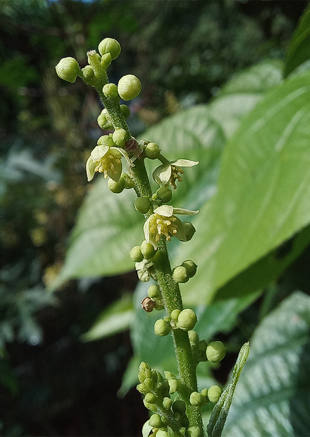 Kandungan Sacha Inchi