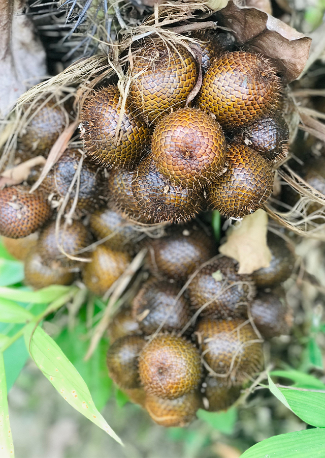 Kandungan Salak