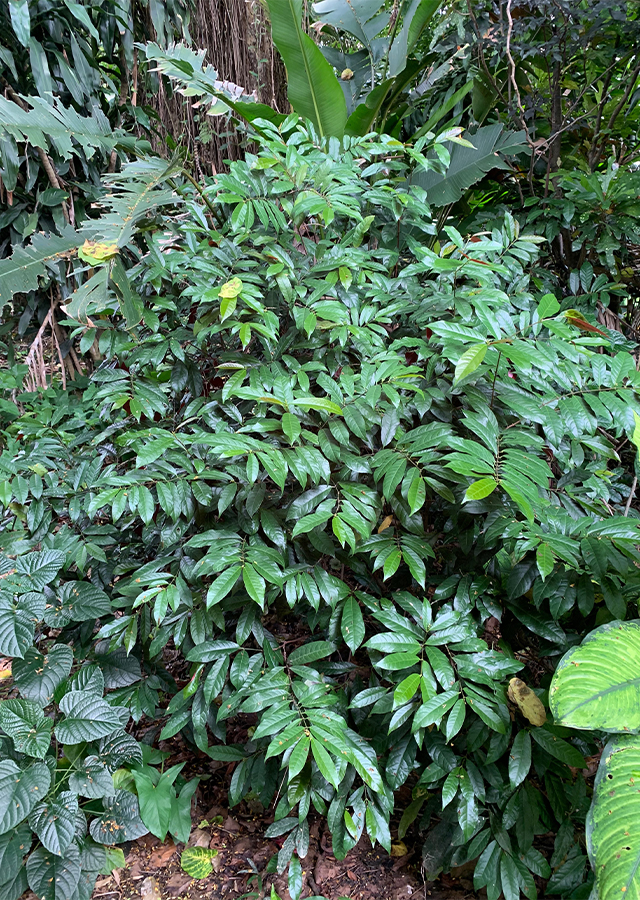 Ramuan Sambang Darah