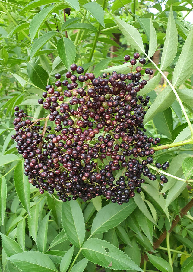 Ramuan Sangitan