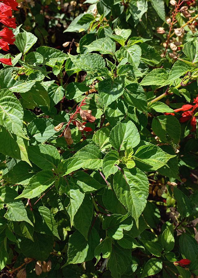 Kandungan Scarlet Sage