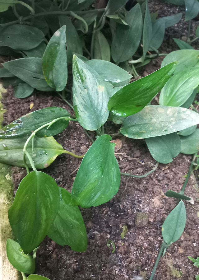 Ramuan Scindapsus officinalis