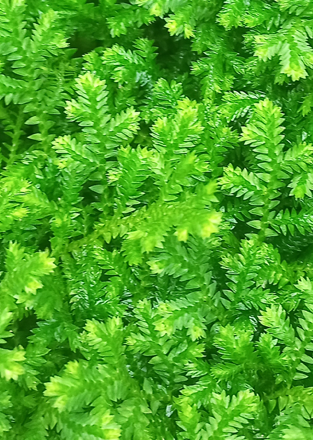 Kandungan Selaginella kraussiana