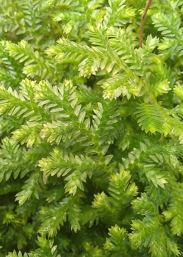 Kandungan Selaginella kraussiana